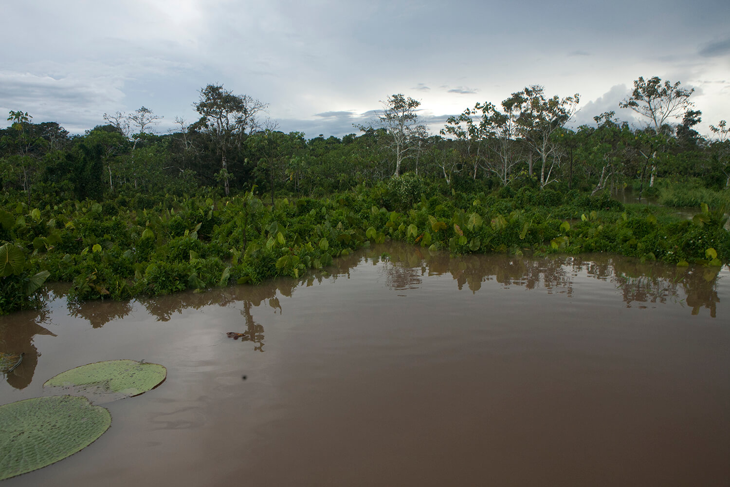 AMAZONAS 21 rio galeria_MG_4774.jpg